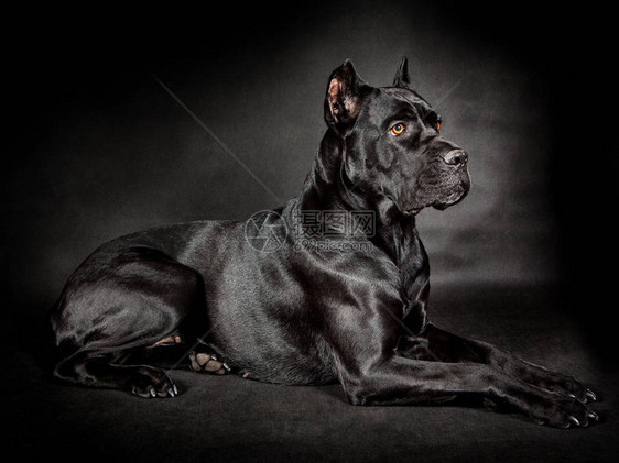 黑色背景上的黑狗Canecorso图片