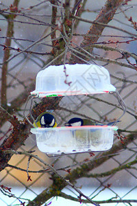 冬虫夏草吃架子上的鸟食图片