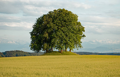 BaumgruppediezumverweilenEinladungundeinenBlickinSchweizerBerge图片