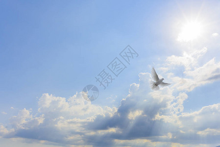 白鸽飞向光明背景图片