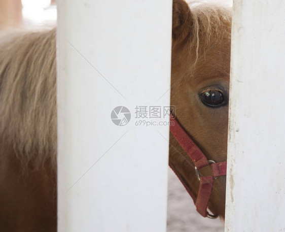 一匹小棕色小马站图片