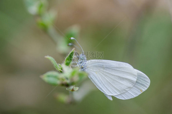 夏天的白蝴蝶图片