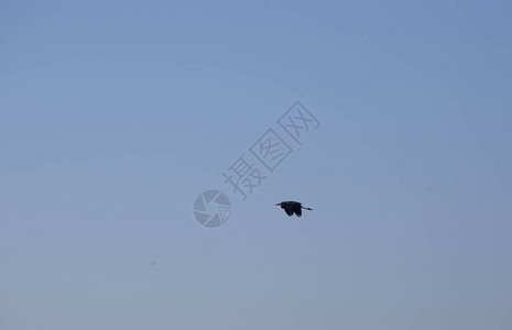 阴暗的大蓝鹭在高空飞行图片