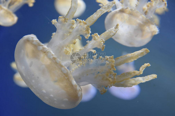 在水族馆的水中水里图片