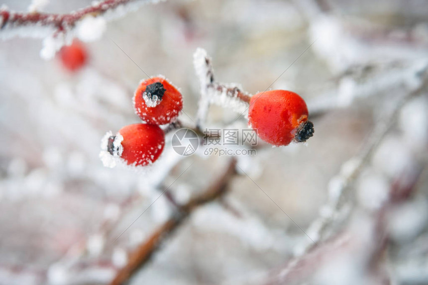 冬天背景冷冻的树枝上有红莓图片