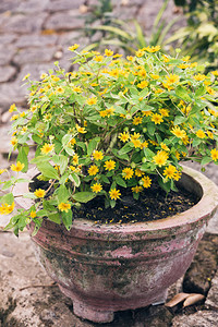 夏日花园里的花盆植物图片