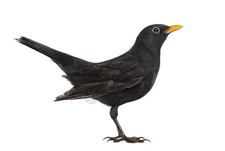 黑鸟TurdusMerula背景图片
