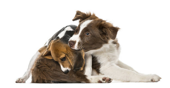 Puppies边境Collie友谊图片