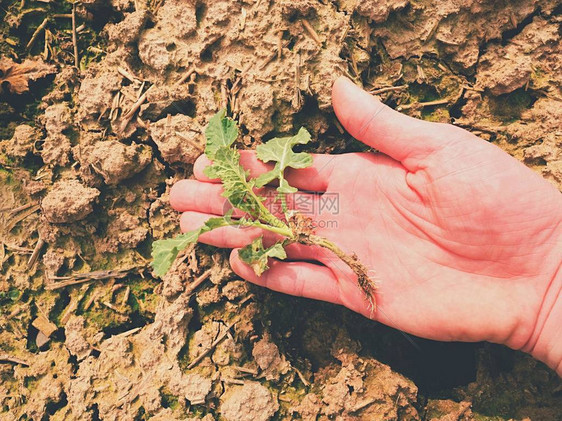 粉红色的皮肤手从湿腐殖质粘土中拉出一株小油菜植物男子检查油菜和根的质量手触图片