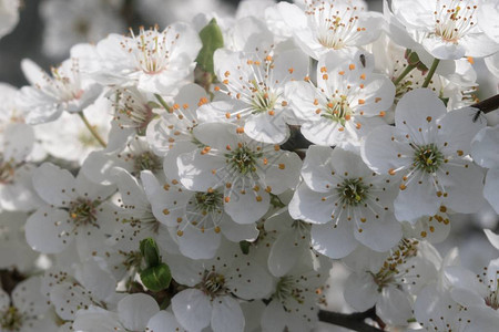 春天美丽的樱花树图片