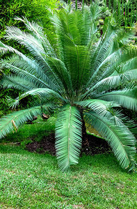 成熟的树Cycasrevoluta也称为西米棕榈西米王西米苏铁图片
