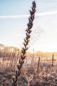 荷兰冬季风景图片