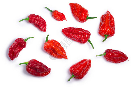 BhutJolokia鬼辣椒图片