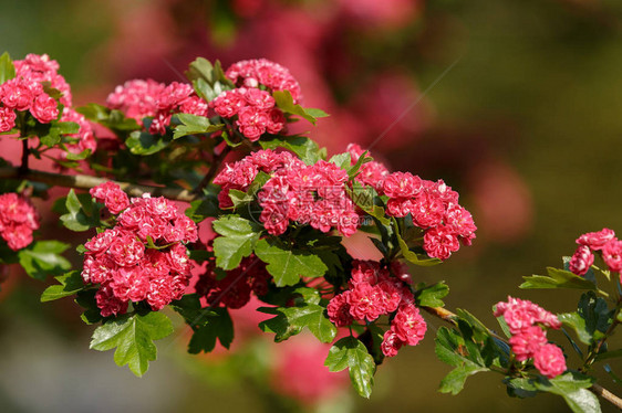 粉红色的花山楂树图片