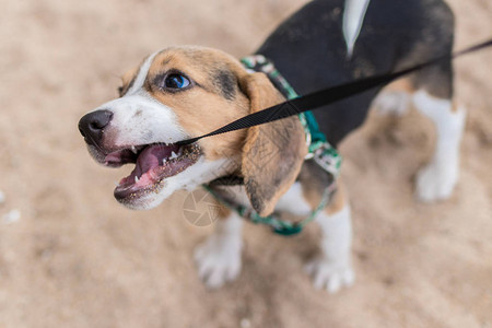 Beagle在热带巴厘岛图片