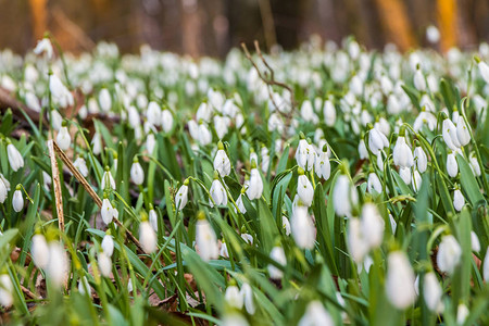 春天森林中美丽的白花雪莲捷克图片