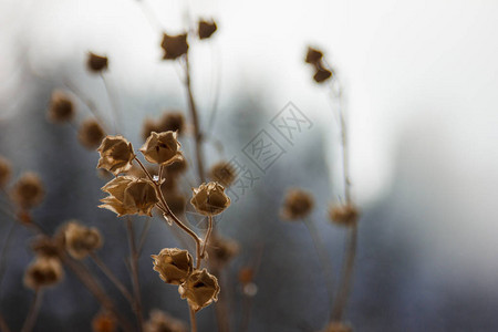 干花种子蒴果图片