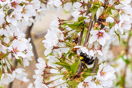 大黄蜂在春日传出樱桃树果园的花图片