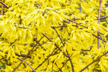 灌木果园的深黄色叶子在春日开花图片