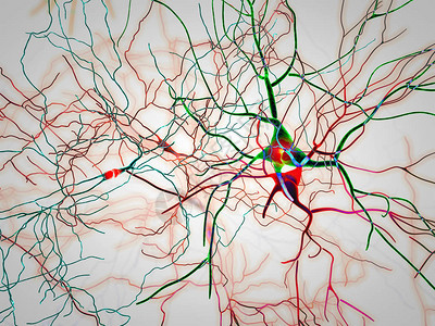大脑神经元突触神经元的神经电路退行图片