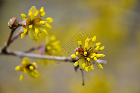 与黄色花的欧洲山茱萸树bossom背景图片