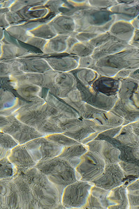 鱼群在水晶中游泳图片