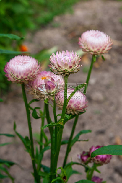 草花图片