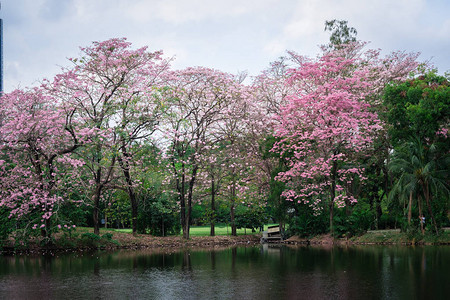 Tabebuia异血杆菌PinkTrum图片