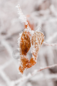 冬叶覆盖着雪和霜特写图片