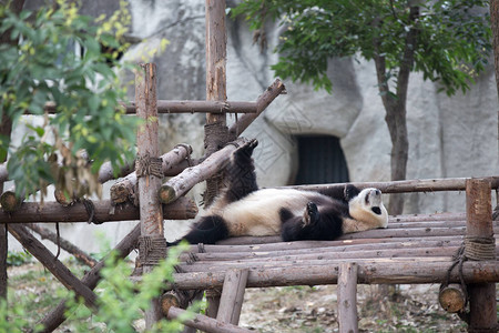 成都野生动物园的大熊猫图片