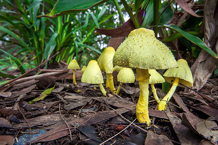 新南威尔士的蘑菇澳洲黄领伞LeuccoprinusBi图片