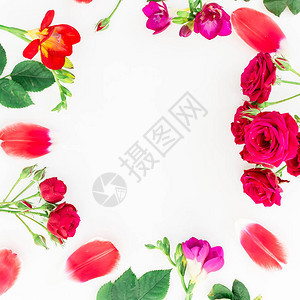 圆框由玫瑰郁金花瓣和白色背景的图片