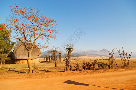 野生动物自然保护区山和树中模糊的瓦齐兰ml图片