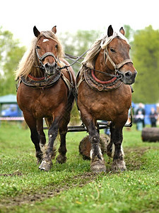 两匹美丽的骑马骑着图片