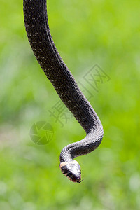 草蛇Natrixnatr图片