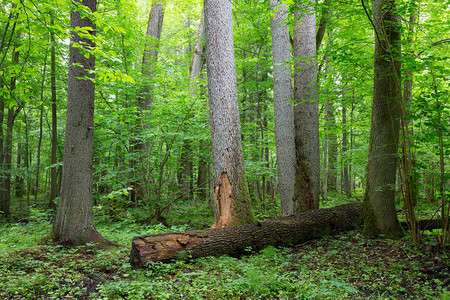 夏季Bialowieza森林的老藻树天然地图片