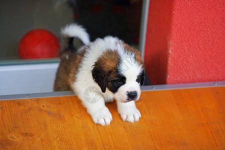 瑞士马蒂尼繁殖犬舍中的圣伯纳德小狗图片