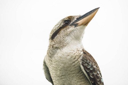 澳大利亚Kookaburra独自在昆士兰图片