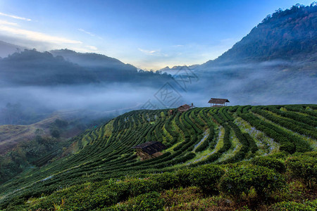 泰国清迈DoiAngKhang的茶园美丽风景图片