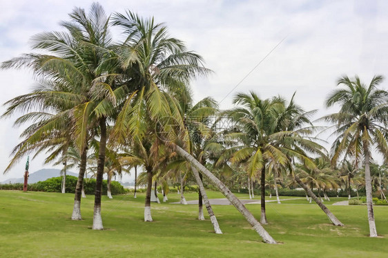 海南岛棕榈树园HayanI图片