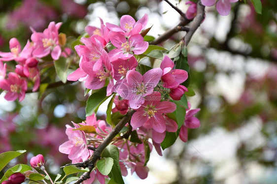 春天早晨的海棠花粉红色图片