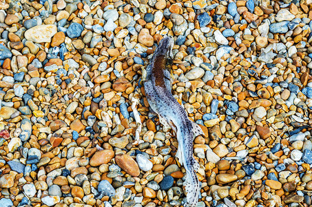 对死鱼和碎石海滩美丽的彩色宝石海浪冲洗石头背图片