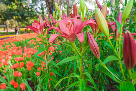 Lily开花园有温柔暖的灯光图片