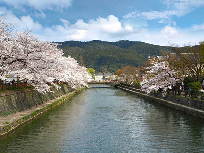 日本大阪的樱花图片