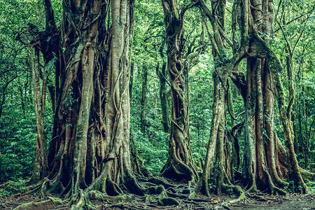 巴厘岛热带植物图片