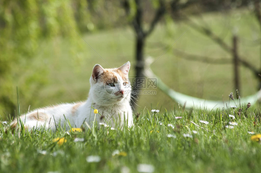 绿草园院子里的白黄土气猫图片