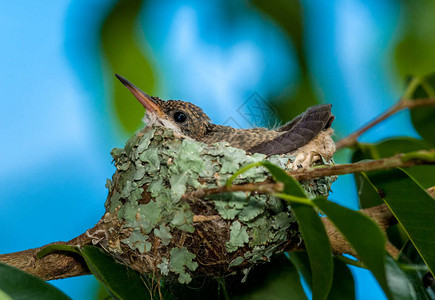 单身婴儿蜂鸟仍在巢中图片