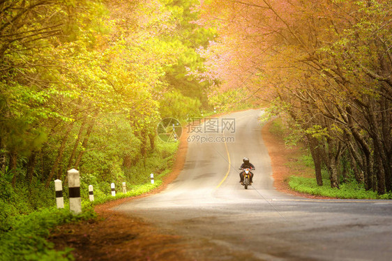 在泰国清迈省道安汗DoiAngKhang的博蒂福观赏旅游者Beautifu图片