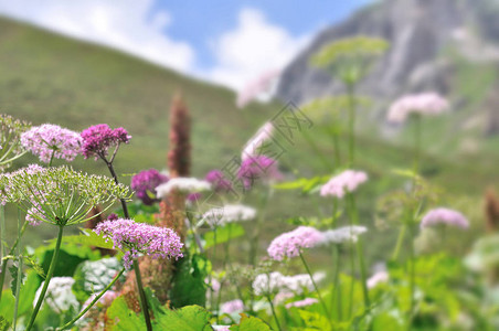 夏天高山的野花背景图片