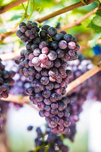 在树枝葡萄园产业的红葡萄酒葡萄图片